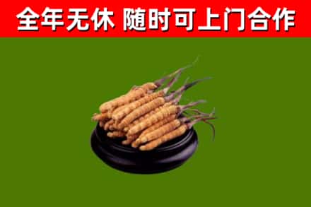 桓台县回收散虫草